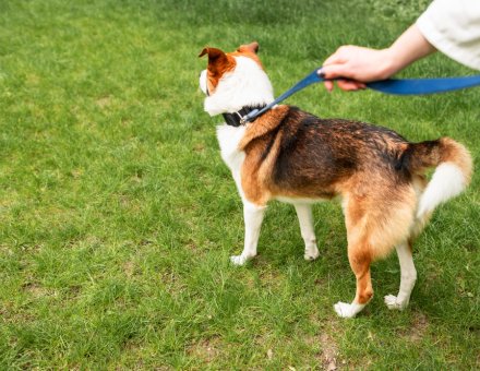 Dog Park Etiquette
