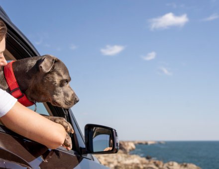 Pet-Friendly Travel in 2025