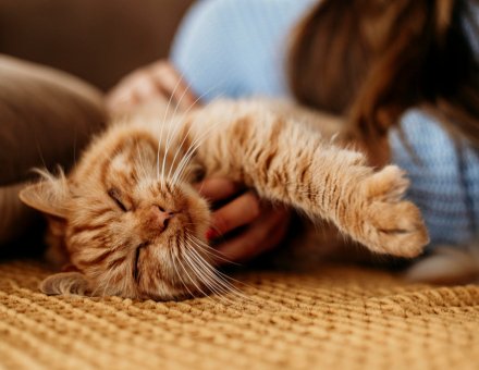 Indoor vs. Outdoor Cats: What's Safer and Healthier in 2026?