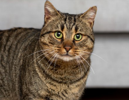 What You Should Know About the Top 5 Cat Breeds