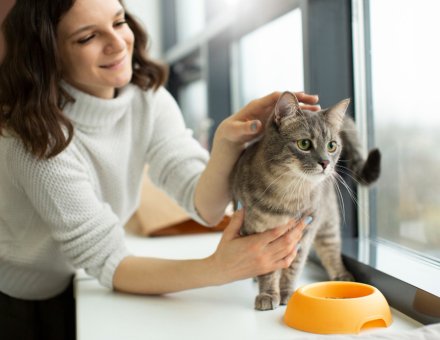 Why Your Cat Isn’t Eating