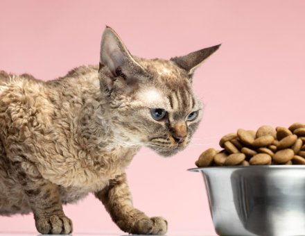 The Best High-Protein Cat Foods of 2026