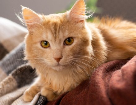 How Long Are Cats Pregnant