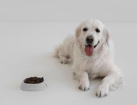 How to Transition Your Dog to a New Food Without Causing Stomach Upset