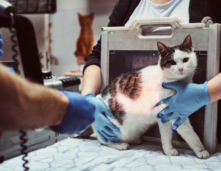 24-Hour Emergency Vet vs. Regular Vet Clinic