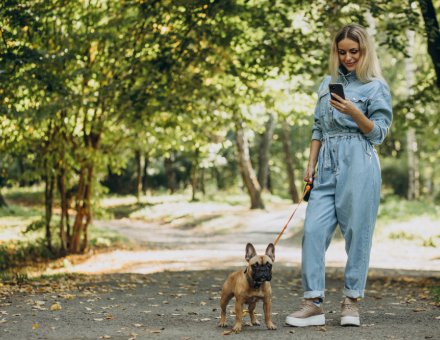 Top 7 Safety Features to Look for in a Fenced Public Dog Park