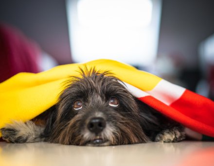 Dog Boarding Red Flags
