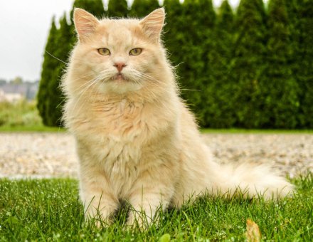 Cat litter guide