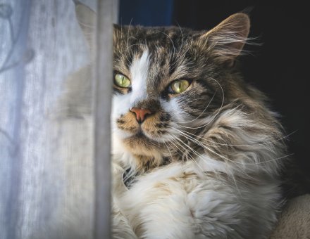 Cat litter guide