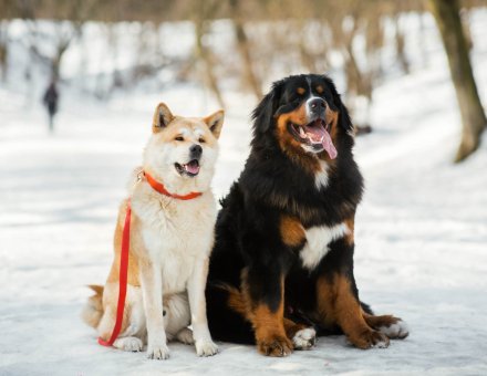 Top 10 Most Popular Dog Breeds in the U.S. Right Now