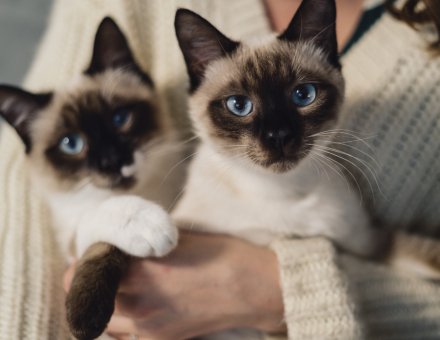 What You Should Know About the Top 5 Cat Breeds