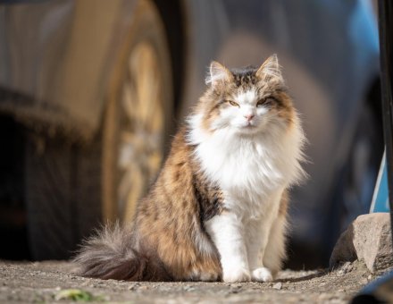 Norwegian Forest Cat Female Names