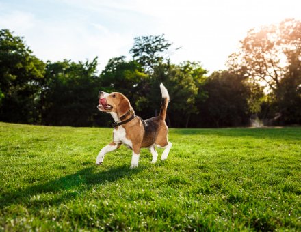 Why Your Dog’s Zoomies Are a Sign of Genius