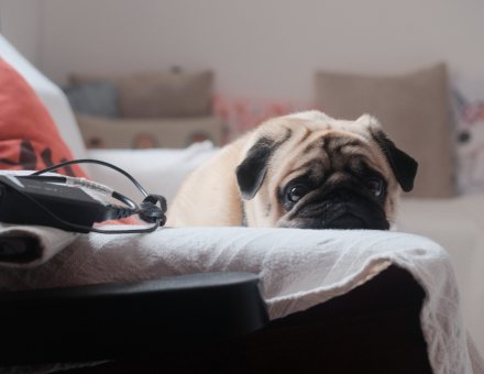 Signs Your Dog Is Bored