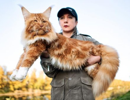 How Big is a Maine Coon Cat