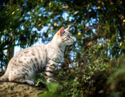 Are Bengal Cats Legal in Minnesota? 