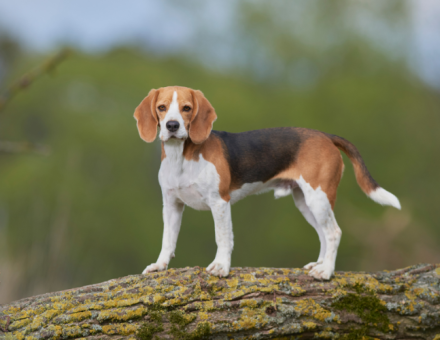 Beagle Growth and Weight Chart