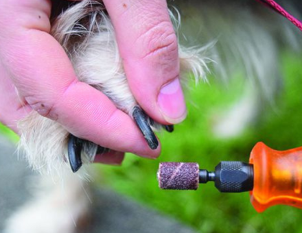 Best Dog Nail Grinders 2025