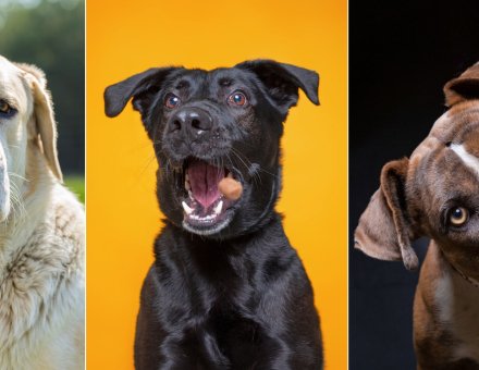 Top Best guard dog breed for families protection