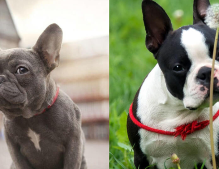 Boston Terrier vs Pug vs French Bulldog