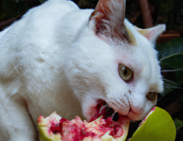 Can_Cats_Eat_Guava.png