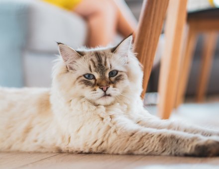 Can Maine Coons Live in a 1-Bedroom Apartment