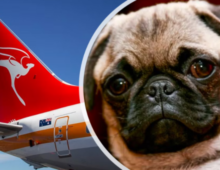 Can Pugs Fly on Planes?
