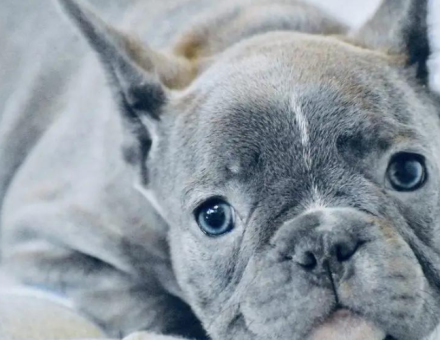Do French Bulldogs Have Blue Eyes? 