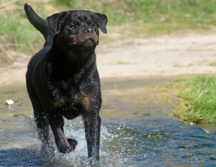 How Much Does A Rottweiler Cost?