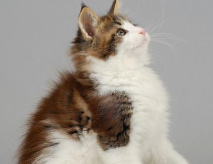 Best Maine Coon Cat Names
