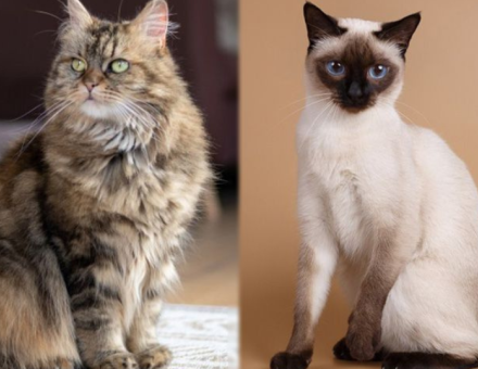 Maine Coon vs Siamese