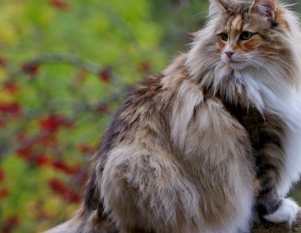 Maine Coon vs Norwegian Forest Cat