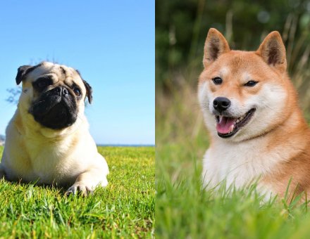 Pug or Shiba Inu