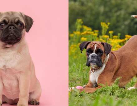 Pug vs Boxer