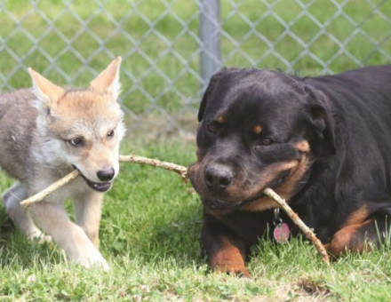 Rottweiler vs. Wolf
