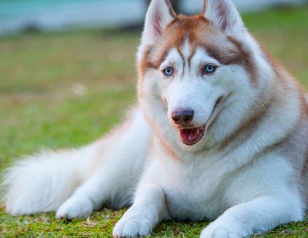 Can You Train a Husky to Be a Guard Dog