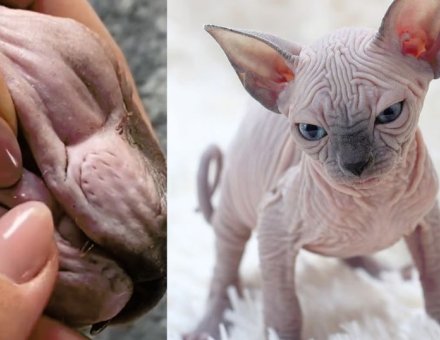 Sphynx Cat Blackheads