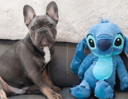 Stitch vs French Bulldog