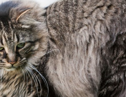 Tail Thinning in Maine Coon