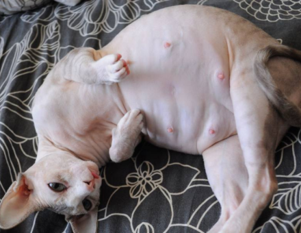 Understanding Pregnant Sphynx Cat