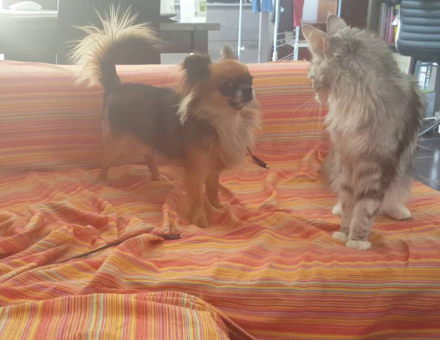 Maine Coon vs Chihuahua