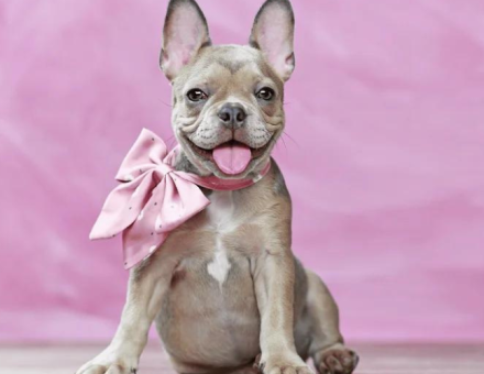 What Is An Isabella French Bulldog?
