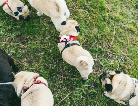 What Is a Group of Pugs Called?