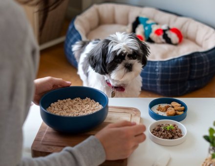 10 Easy Breakfast Recipes for Your Shih Tzu