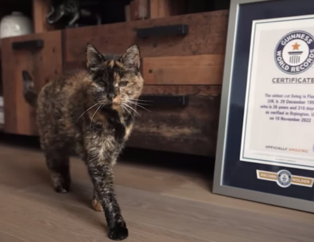 Oldest Cat In The World 2026