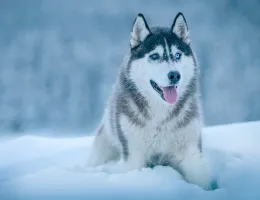 The Top 10 Cold-Weather Dog Breeds