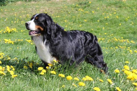 Bernese Mountain Dog  Breed Information 
