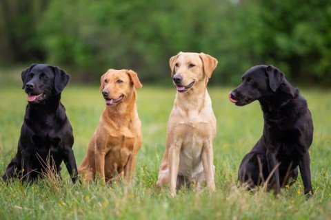 Labrador Retriever 