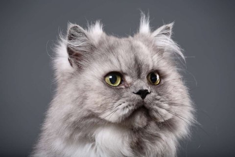 Persian Cat