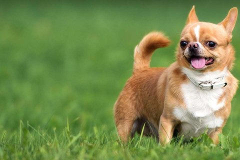 Chihuahua